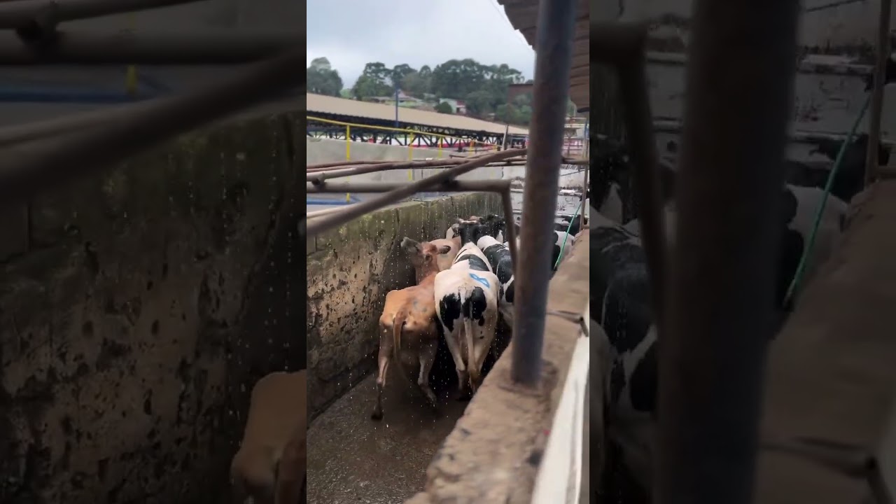 Acompanhe o abate da boiada que mandamos para o frigor&iacute;fico   #fazenda #gado #agro #pecuarista