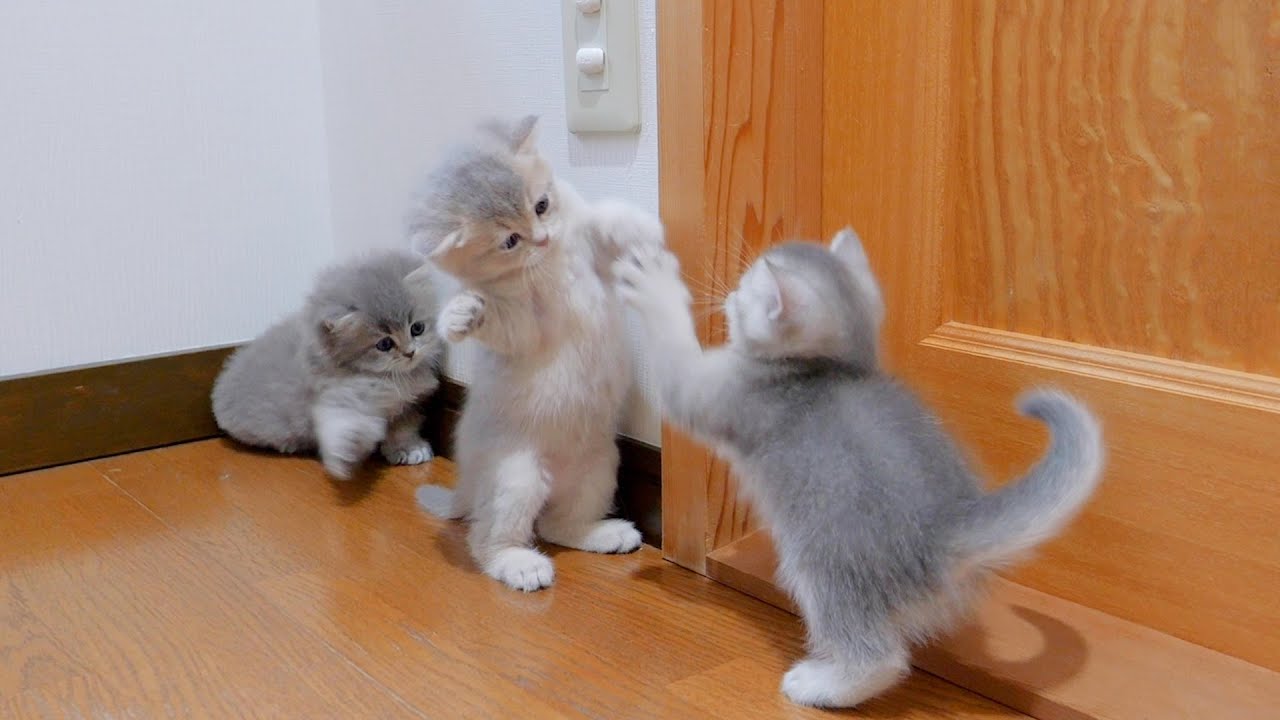 Я волнуюсь, потому что драки между котятами, которые не любят проигрывать, настолько ожесточены...