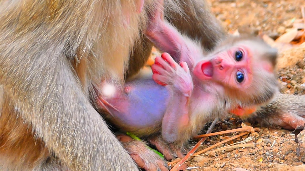 🔴 LIVE: Baby Monkey Rosco Holds Tightly to Mama Rosita — Not Fully Healthy Yet 💛🌿