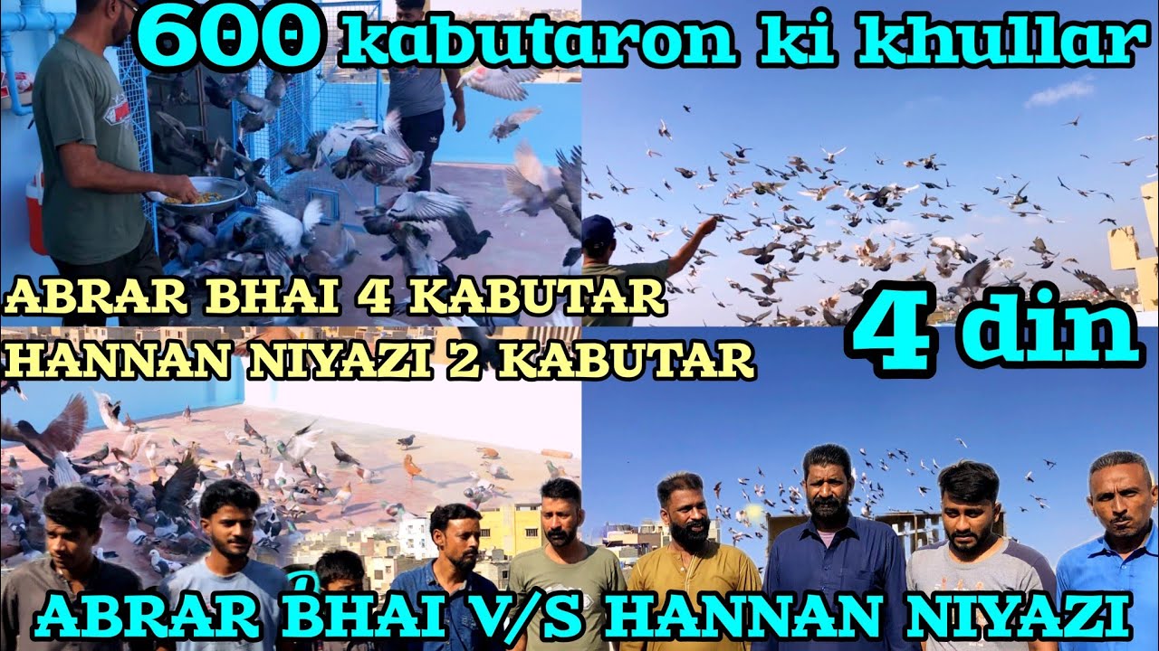 Abrar Bhai 4 kabutar| Hannan Niyazi 2 kabutar | kabutaro k khullar | 600 Kabooter k Ladaiyan | 4 day