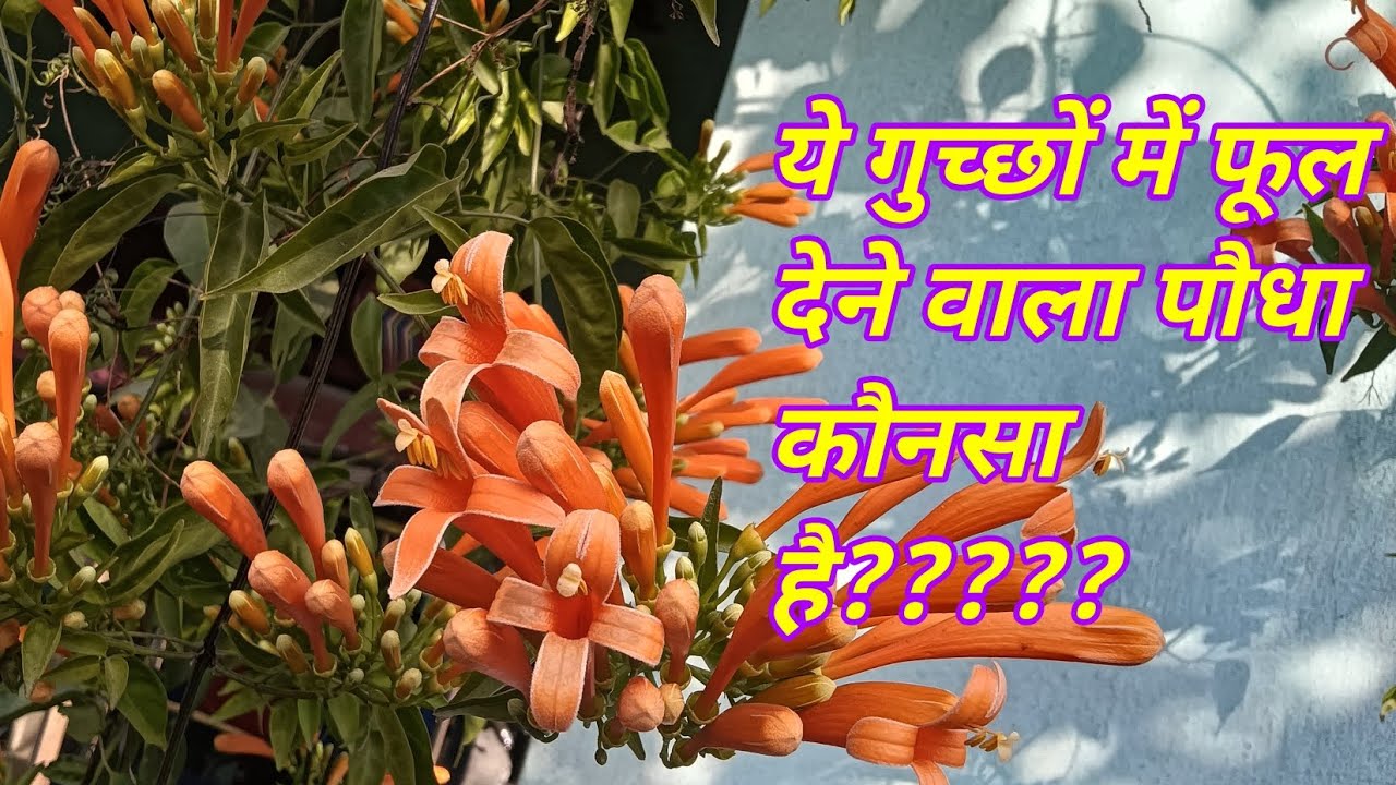 Flame Vine (Pyrostegia) के आग जैसे नारंगी फूल | सर्दियों की सबसे खूबसूरत बेल 🌼