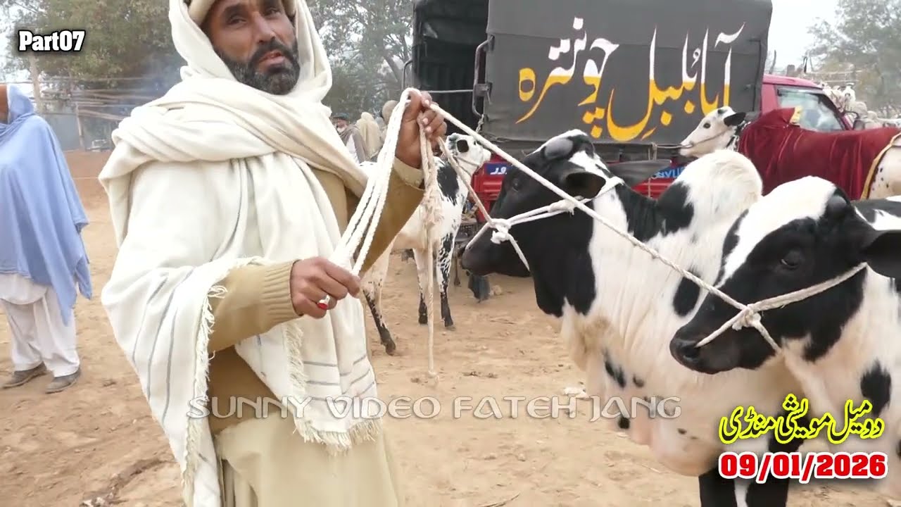 Today Domail Mandi Fatehjang Rate’s update09/Jan.2026-Part07Sunny Video Fateh Jang Cow Mandi 2026