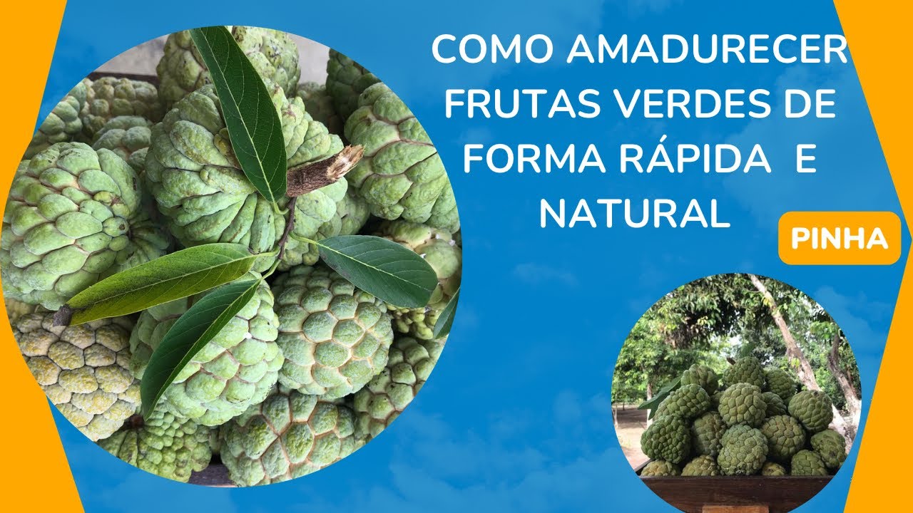 Como Amadurecer Frutas Verdes De Forma R&aacute;pido E Natural