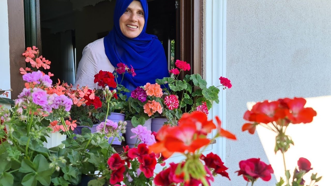 Sardunyalar ile Bahçe Balkon Turu