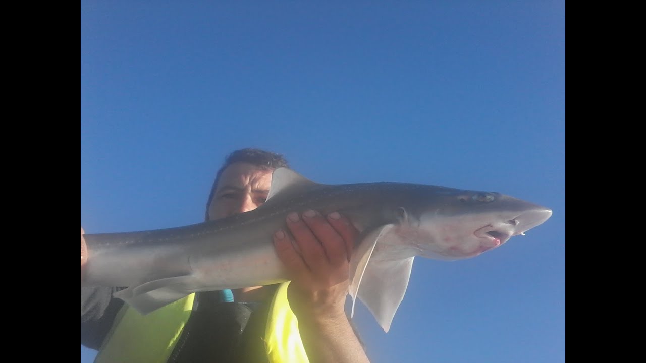 catching smooth hound on small inflatable boat