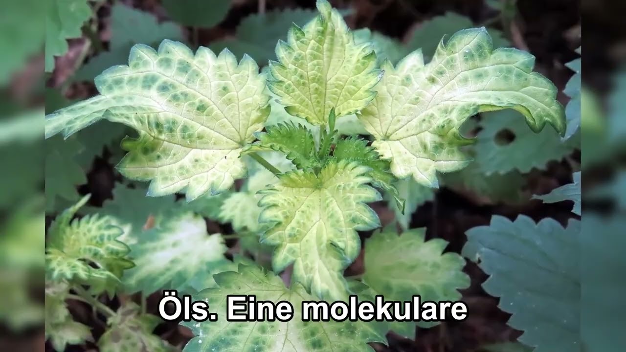 EIN BAUM MACHT DIESEL AUS SONNE – WARUM DIE ÖLINDUSTRIE DAS NIEMALS ZEIGEN WILL