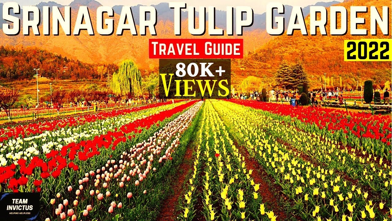 Tulip Garden Kashmir 2021 | Asia's Largest Tulip Garden | Beautiful Gardens of Kashmir - Srinagar