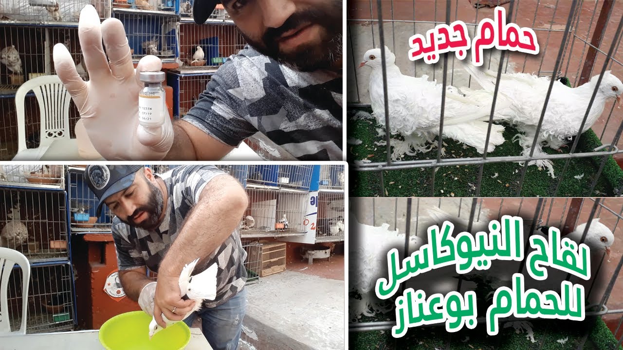 لقاح النيوكاسل للحمام  (بوعناز) و حمام جديد عند ياسين