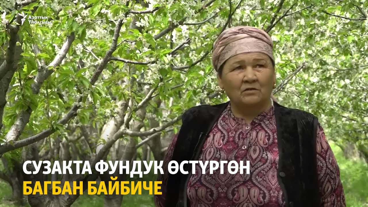 Сузакта фундук өстүргөн багбан байбиче