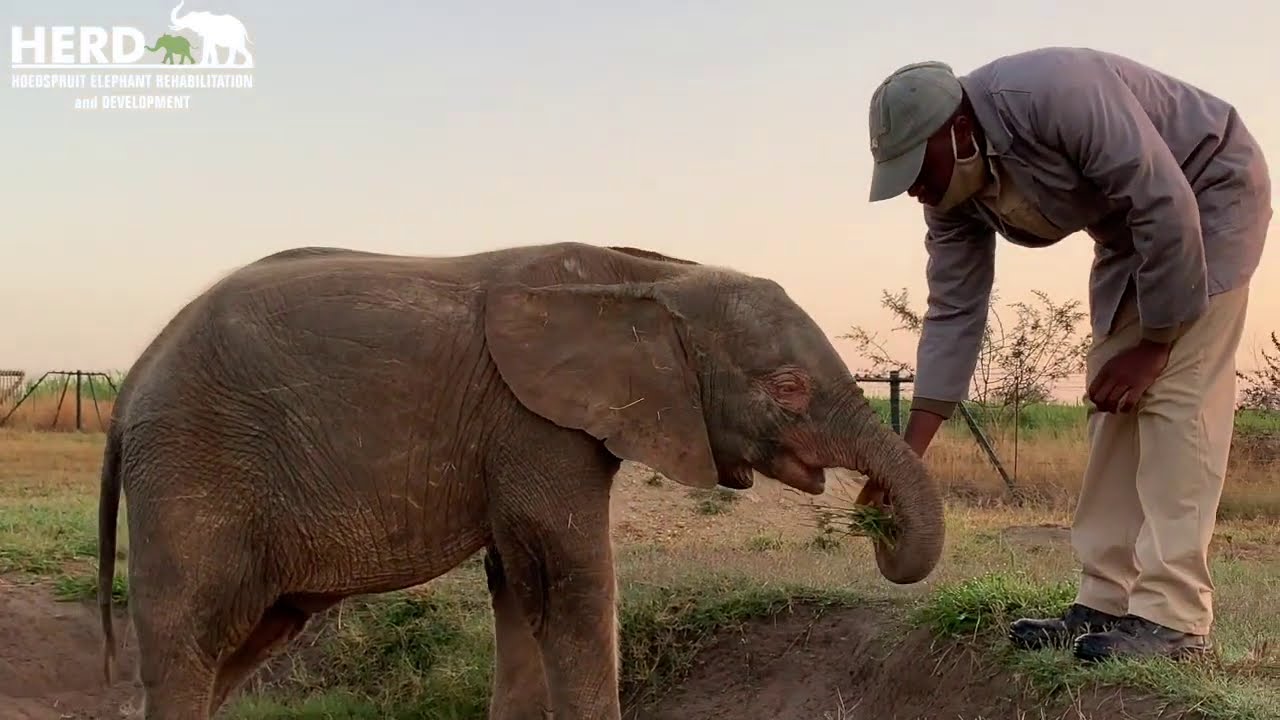 A morning in HERD elephant orphanage with albino baby elephant Khanyisa and her special friend Lammi