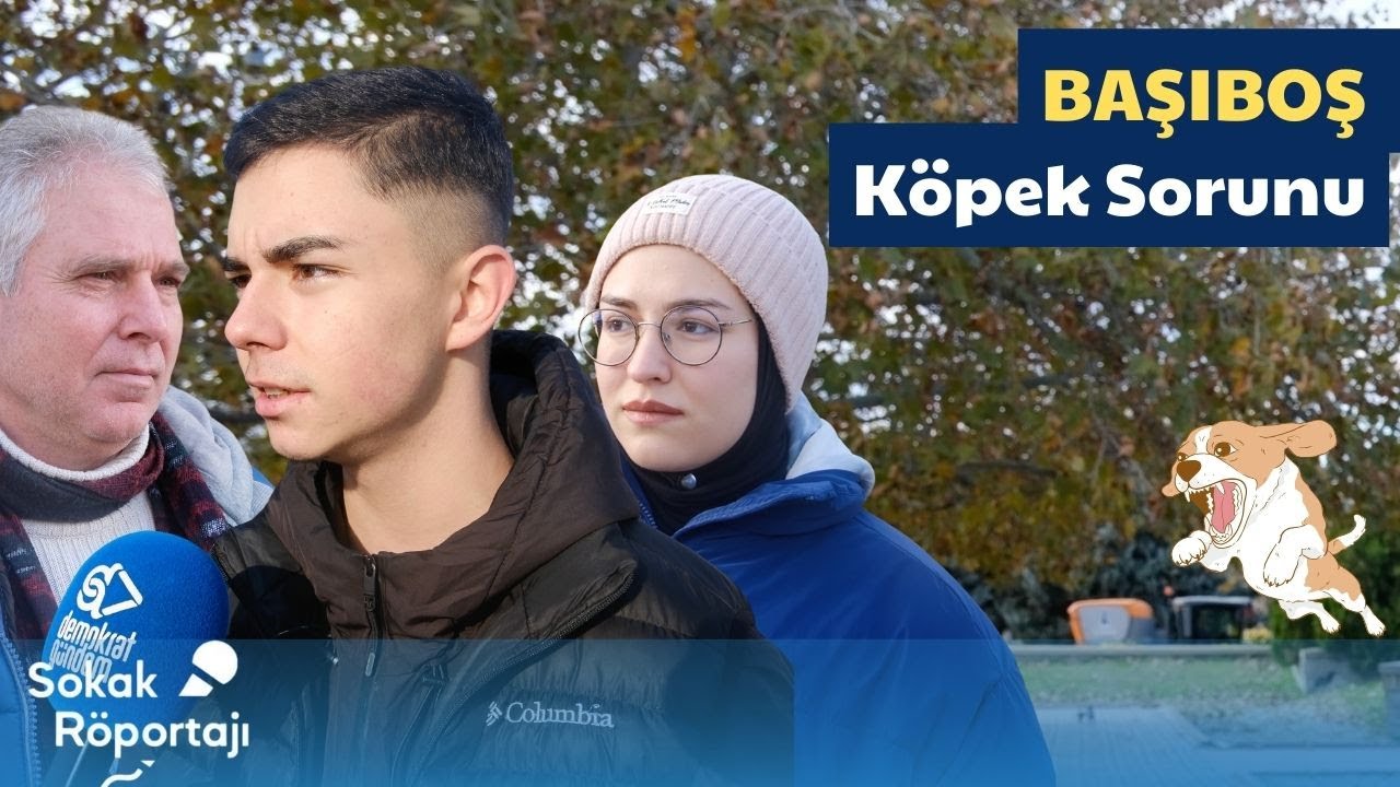 T&uuml;rkiye'nin Başıboş K&ouml;pek Sorunu: Vatandaşlar Ne Diyor? #sokakr&ouml;portajları
