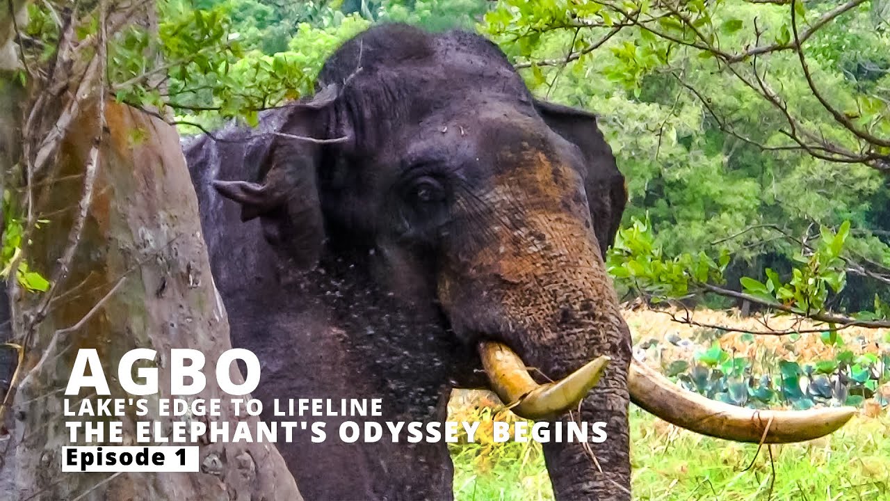 Getting Closer to the Agbo Elephant: Will It Allow Us?  Episode 01