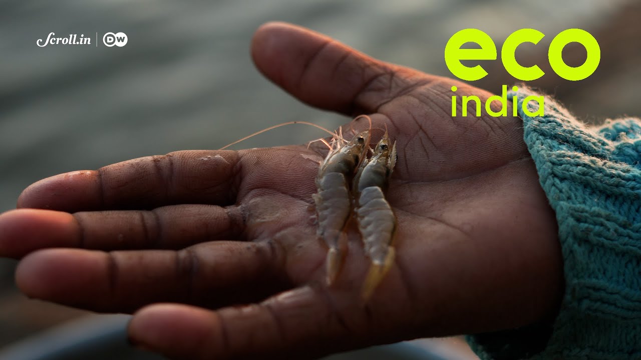 Eco India: How shrimp is being farmed in Punjab, miles away from the coastline