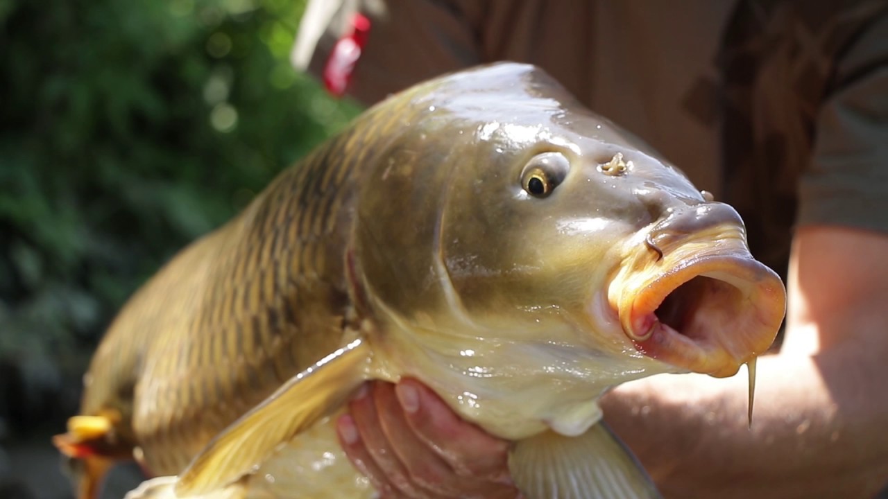 Carpfishing sul fiume Serchio (JRC)