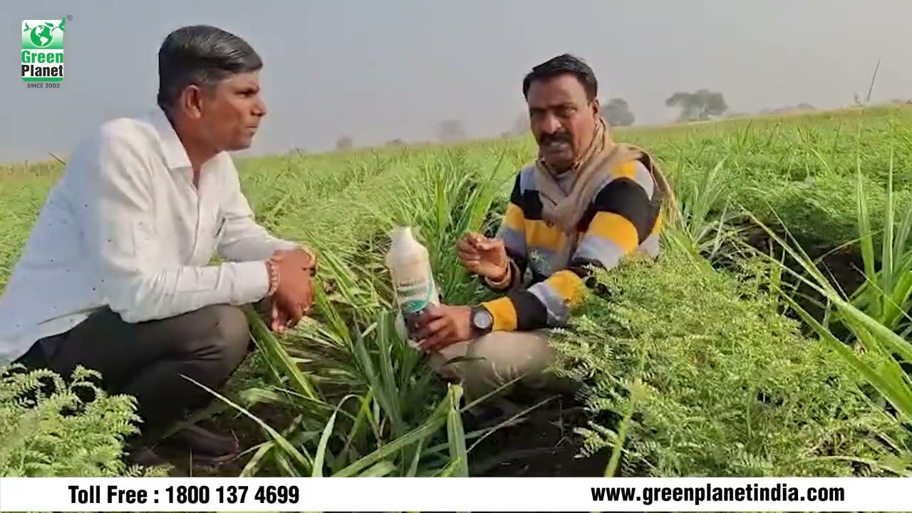 Best Results on Sugarcane & Chana By using Green Planet's Products