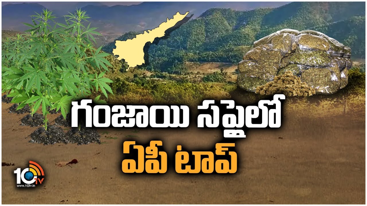 ఏపీ బోర్డర్ దాటుతున్నలక్షల కిలోల గంజాయి | Special Focus On AP Ganja Tree Cultivation | 10TV