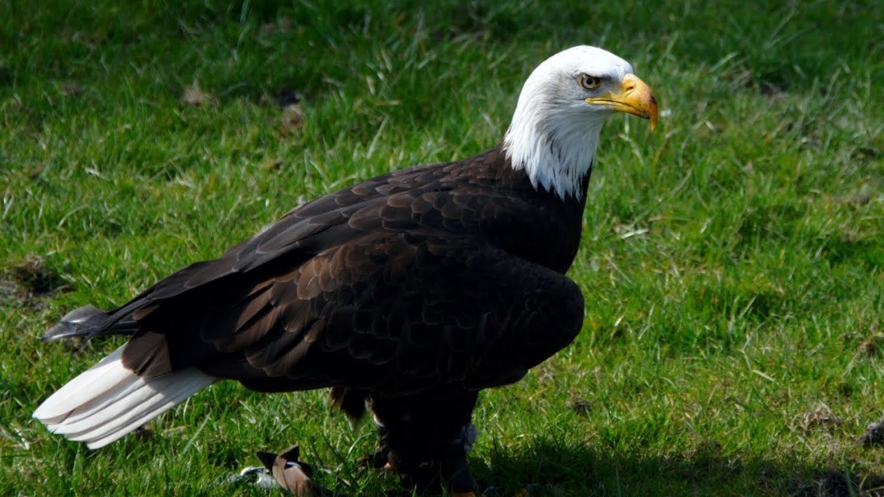 Meet the Animals 85: Bald Eagle