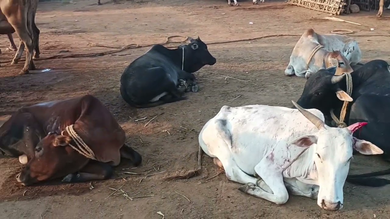 7/3/2026  வள்ளியூர் மாட்டு சந்தை திருநெல்வேலி.vallioor cow market. Tirunelveli. 