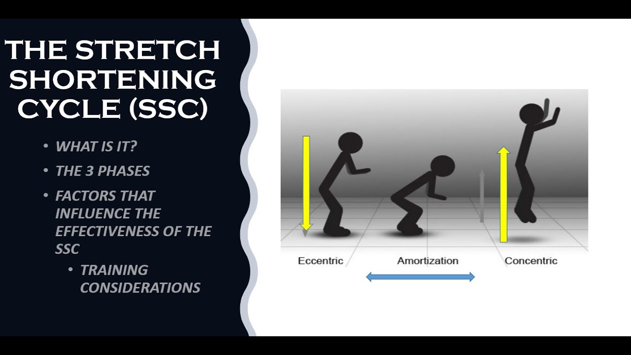 The Stretch-Shortening Cycle (SSC) - What Is It?  The 3 Phases and Influential Factors