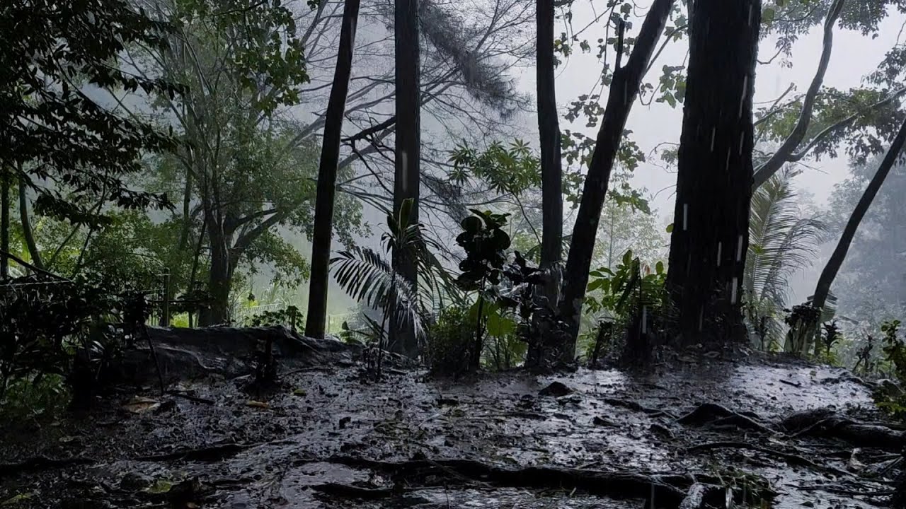 Soft Rain Sounds for a Calm Night 🌧️ | Sleep Peacefully