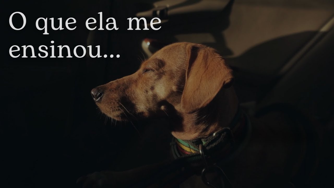 Polly: A história da cachorrinha que mudou a minha vida