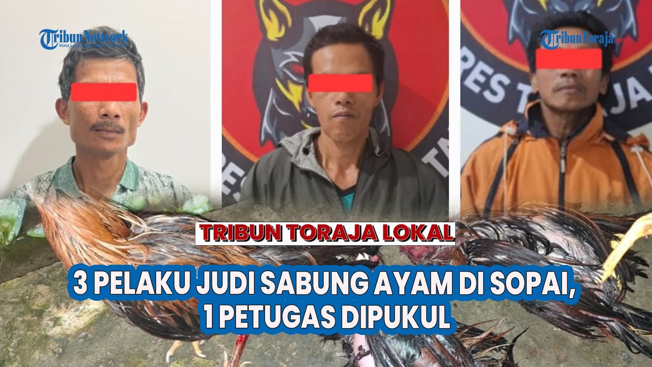 3 Pelaku Judi Sabung Ayam Diamankan Polres Toraja Utara, Sempat Ditegur, Malah Pukul Petugas