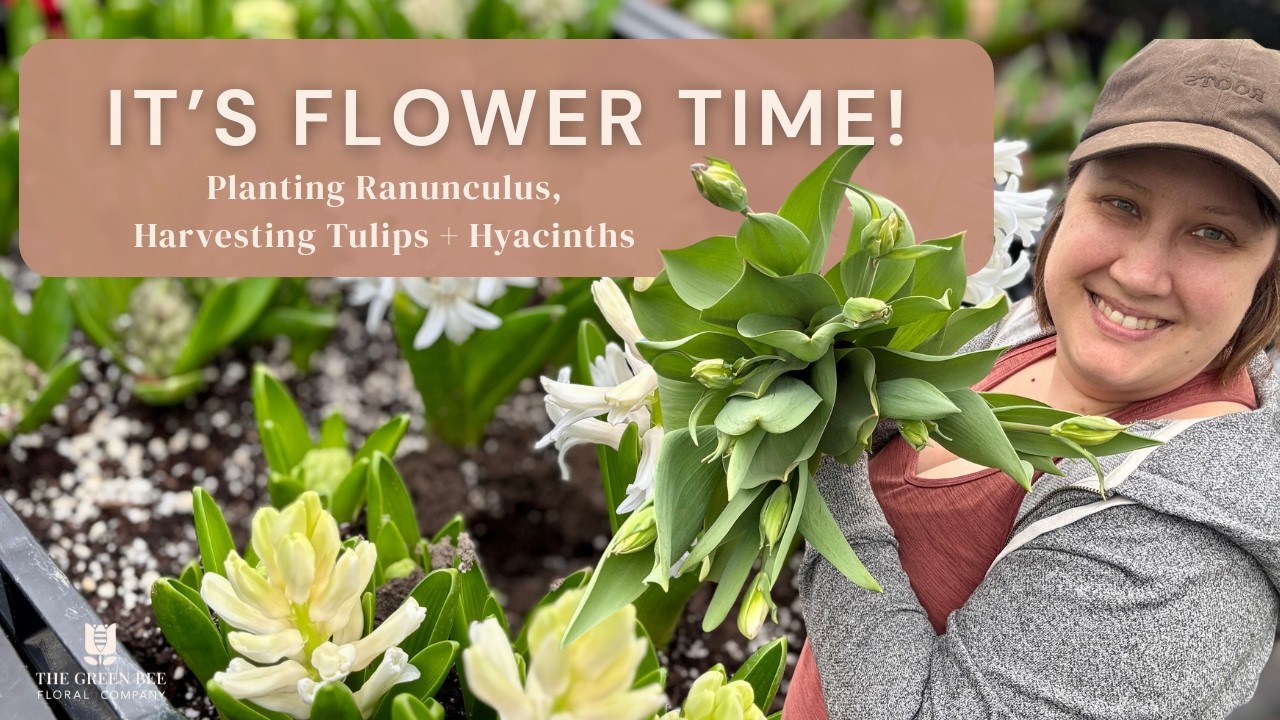 It's Flower Time! Planting Ranunculus + Harvesting Tulips!