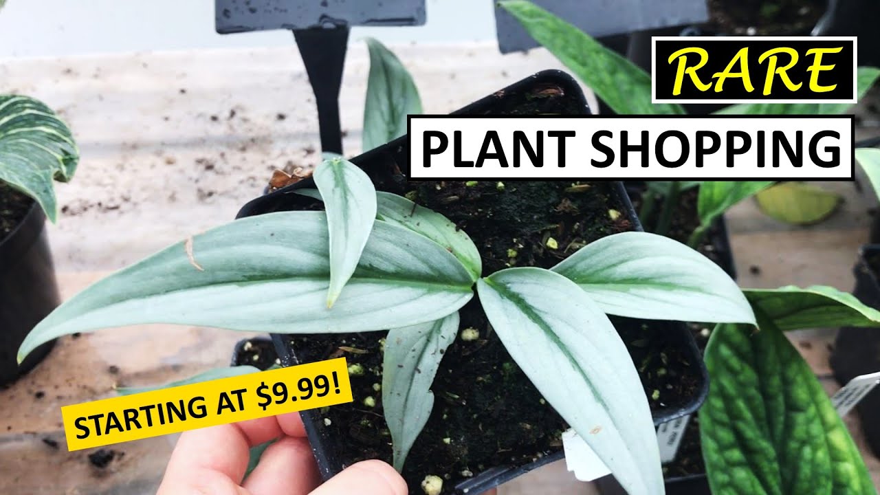 Rare Plants Starting at $9.99? 😱 Let’s Go Plant Shopping!