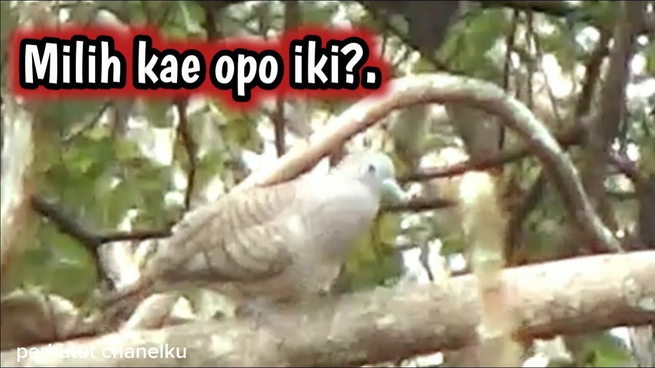 GEGER GEDEN GARA GARA PERKUTUT SUWARA BESAR KLOONG DI HUTAN JATI @perkututChanelku