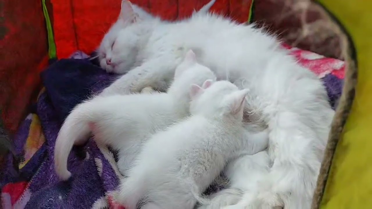 One Naughty Kitten vs Two Calm Kittens Drinking Milk 🍼🐾