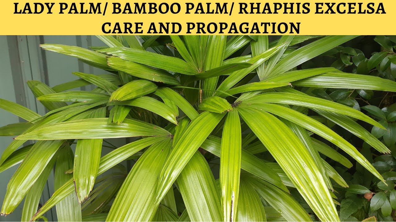 Уход и размножение пальмы Lady Palm
