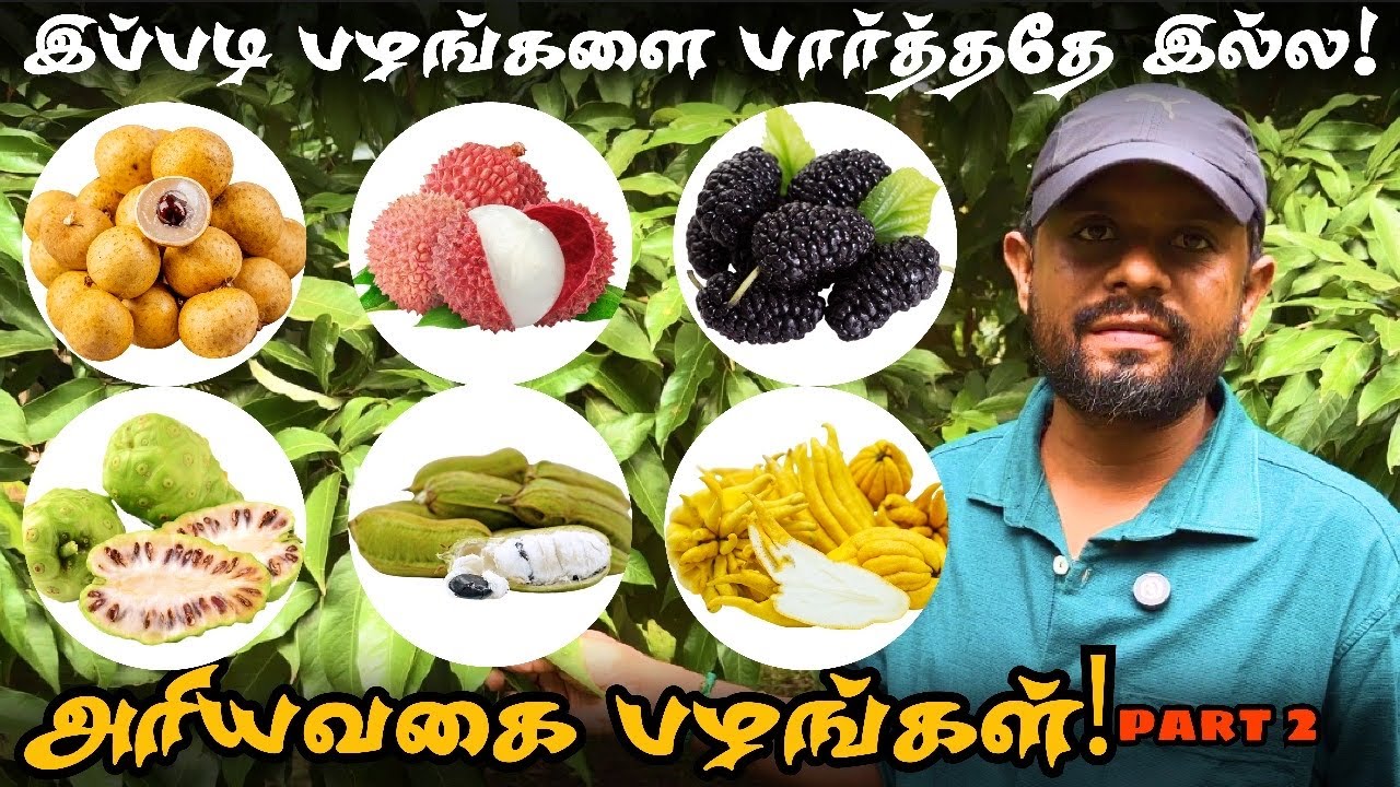 Part 2 -அரிதான பழங்கள் வாங்க பொள்ளாச்சிக்கு வாங்க | Exotic fruit farm 