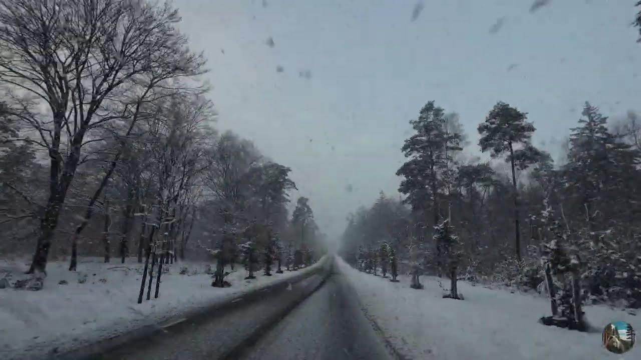 Winter in the Netherlands, January 2026 (De Haelberg, Gelderland) | Iarna în Țările de Jos