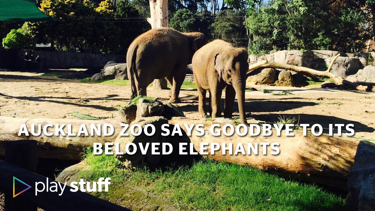 Auckland Zoo says goodbye to its beloved elephants | Stuff.co.nz