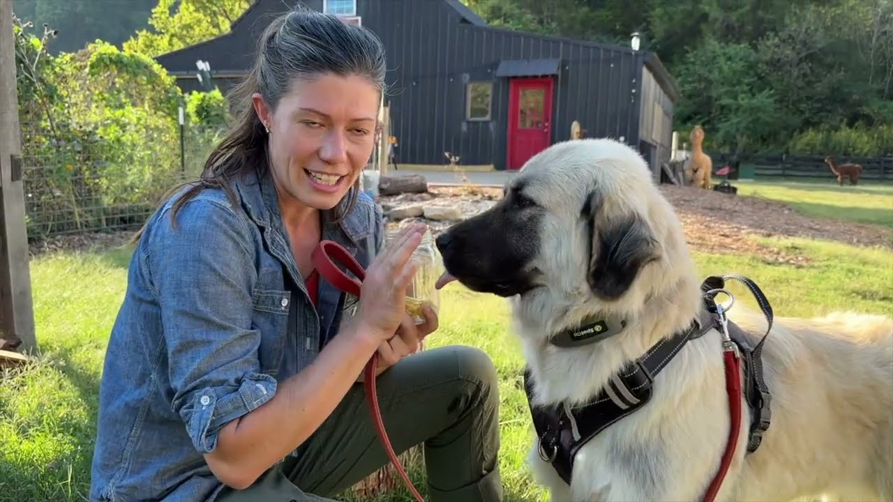 This Farmer’s Biggest Challenge; CContaining her Livestock Guardian Dogs