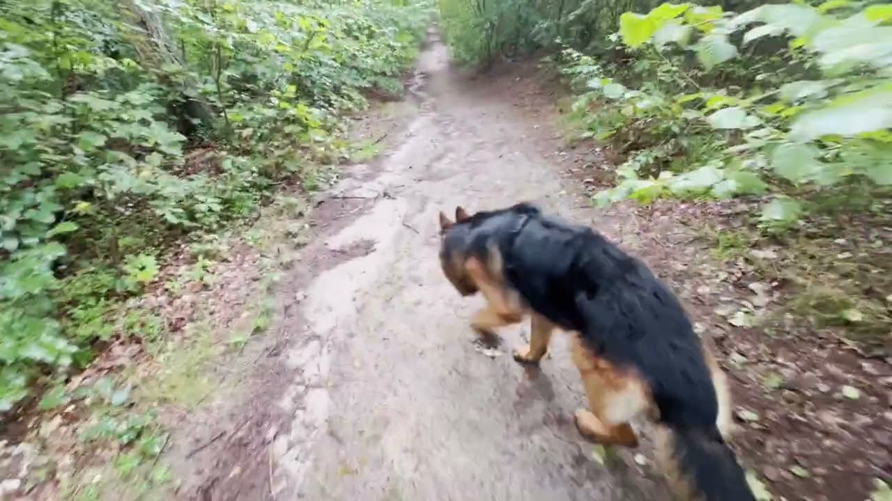 Świat widziany NOSEM psa :D :D