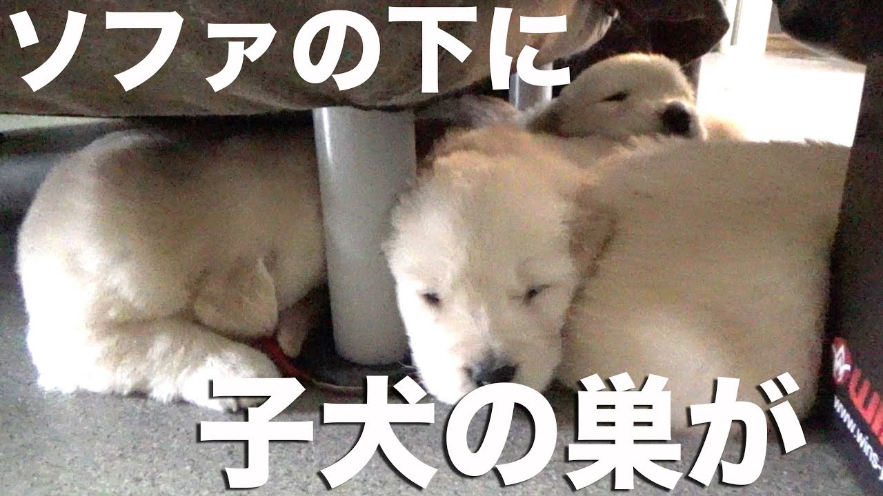 とっちらかる仔犬をしまっちゃうおじさん