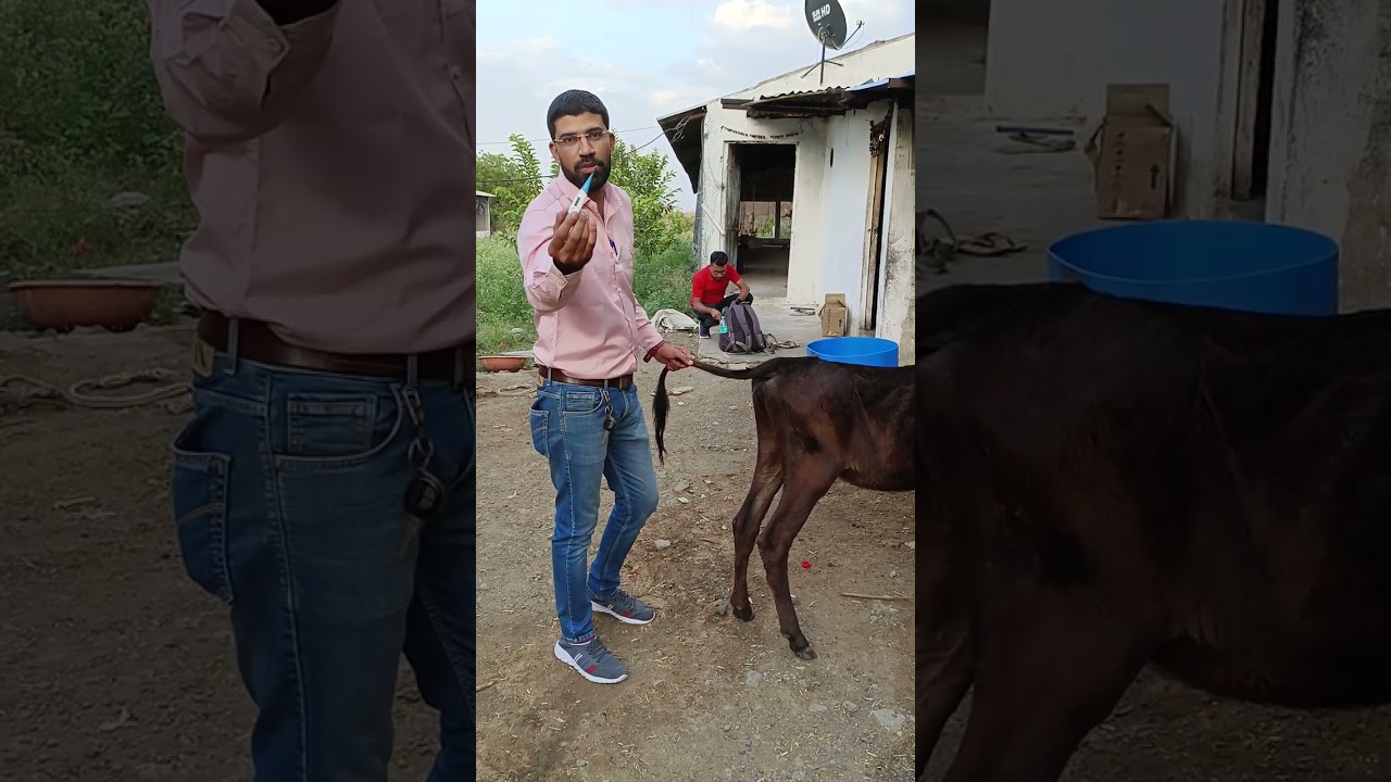 cow temperature check karna#6266404193#viral #trending #subscribe #sorts
