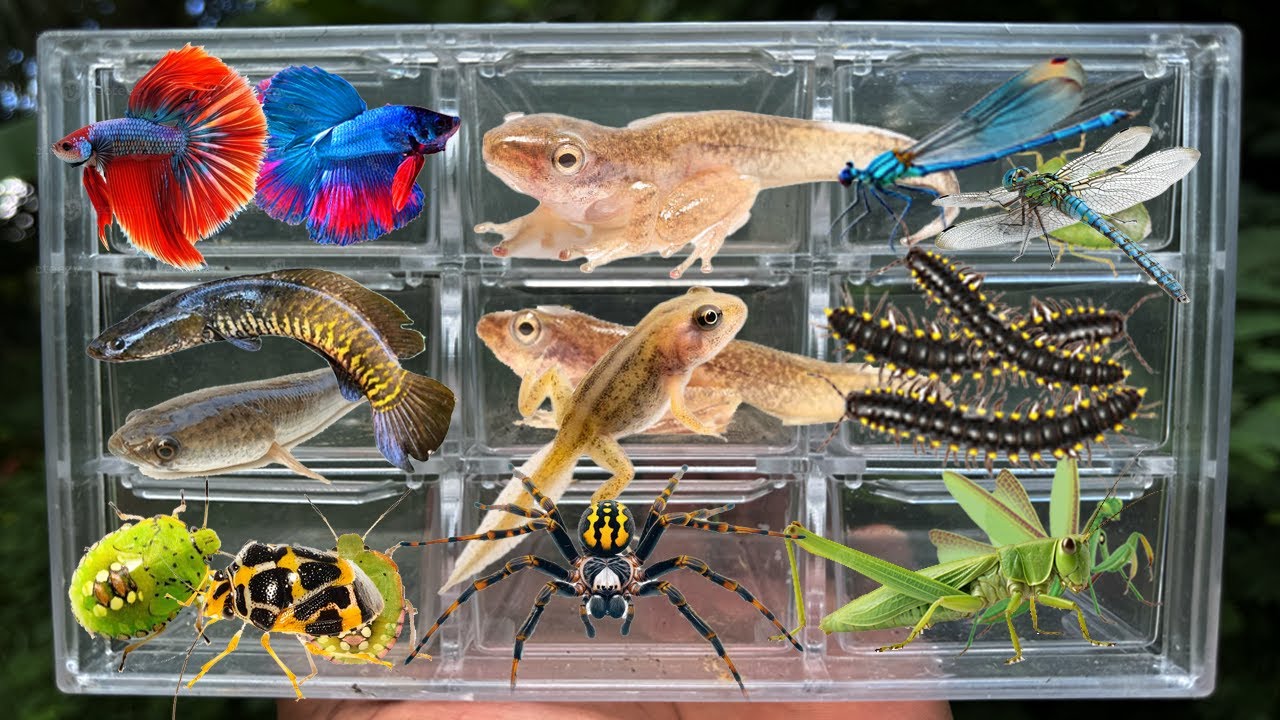 I Catching insects in the garden, I got Channa striata, Tadpoles, Betta fish, Millipede, Spider,