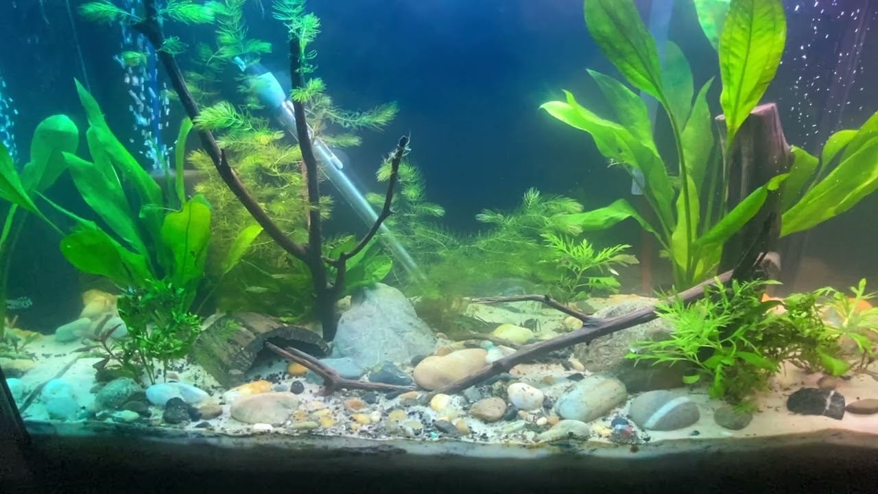 Second Treatment API Super Ick Cure 29 gal Planted Tank