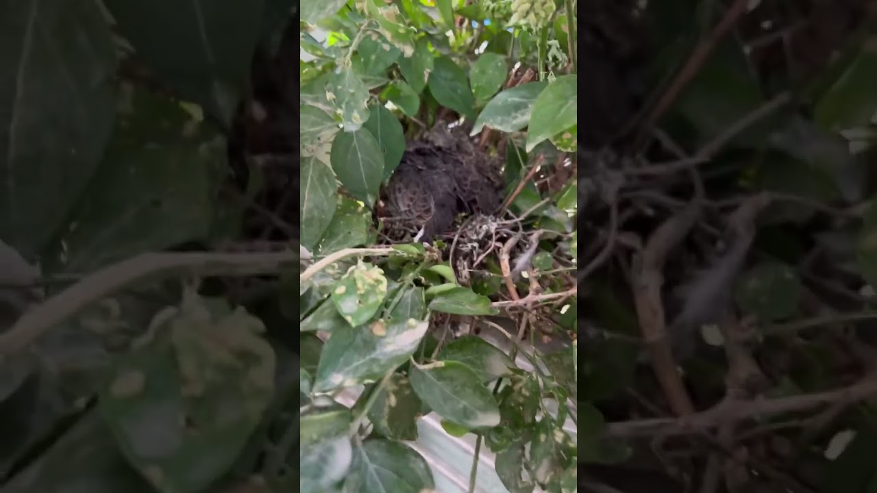 #Dove #Dove nest #Baby Dove #dove eggs #Dove Life Cycle #dove story