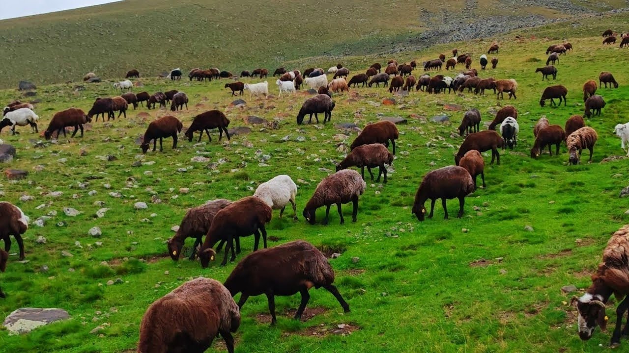 ÇOBANLARIN KUZU HAKLARI ALINMAYA BAŞLANIYOR.