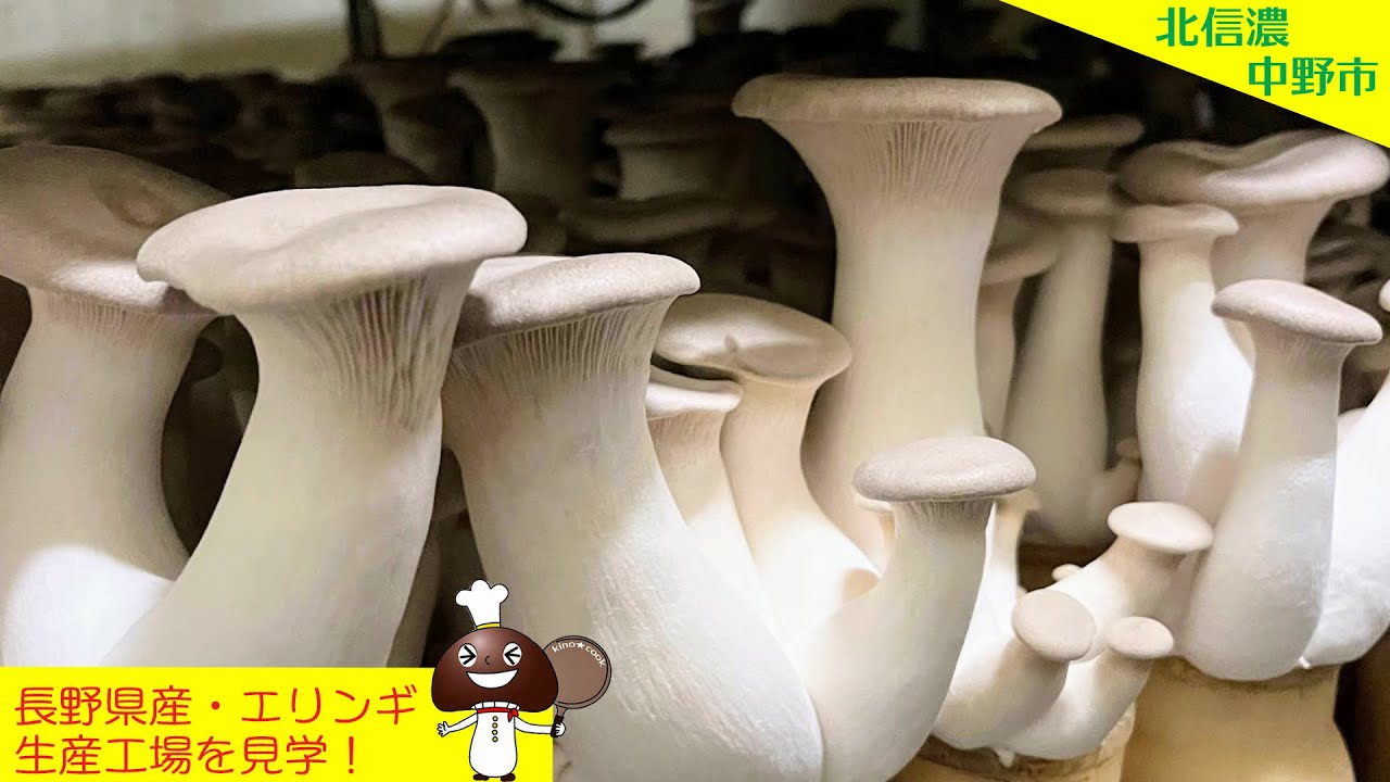 きのこビデオシリーズ🤗エリンギ(長野県中野市)