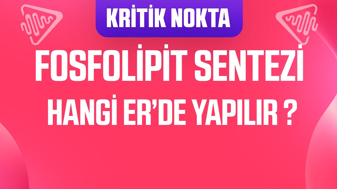 FOSFOLİPİT SENTEZİ HANGİ ENDOPLAZMİK RETİKULUMDA YAPILIR ?