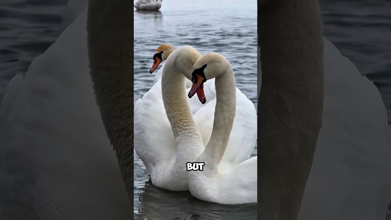 Kiedy łabędź traci partnera, dzieje się to 🦢💔&rdquo;