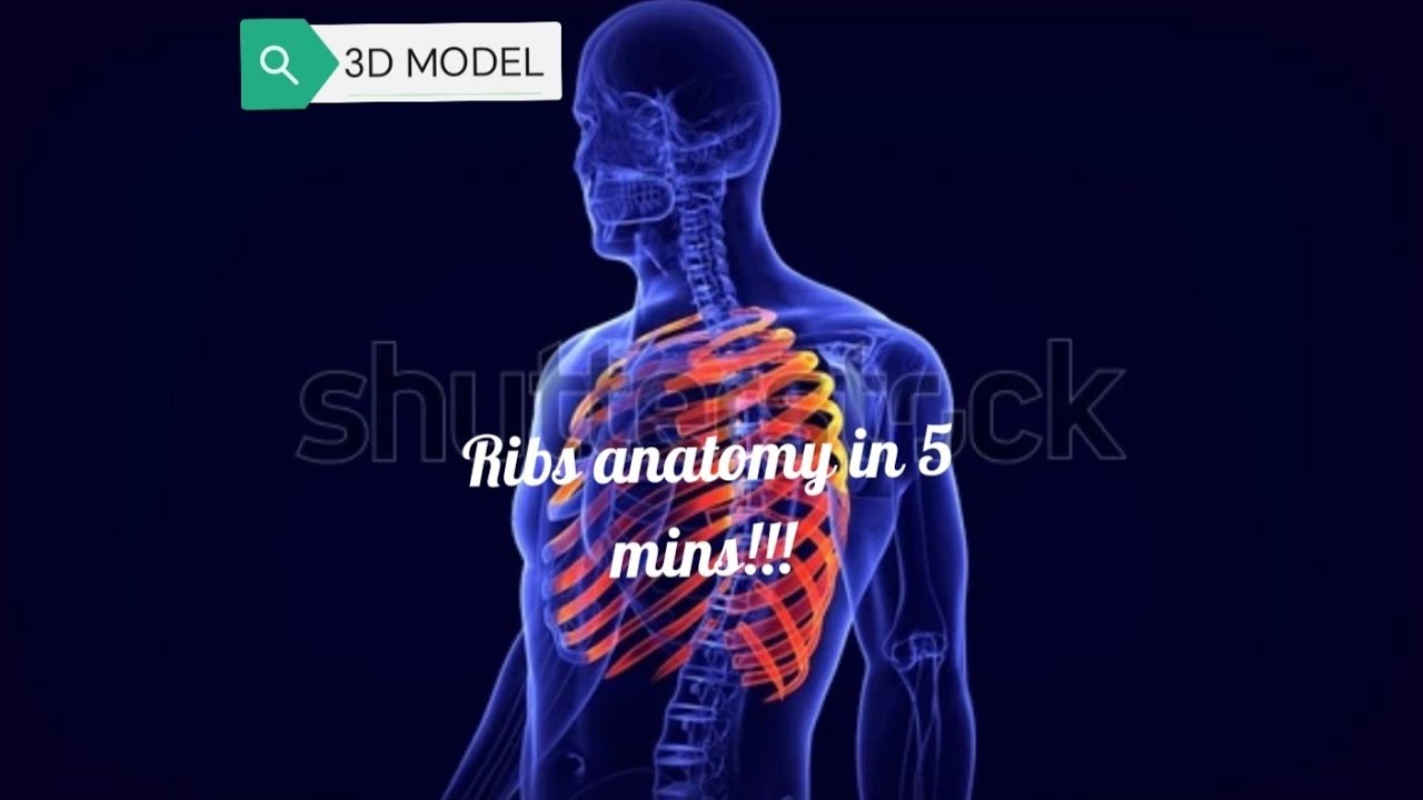 Ribs anatomy in 5 minutes!!! 