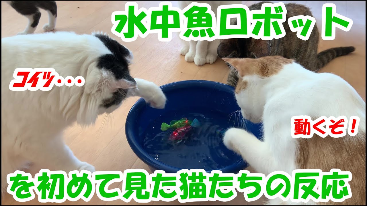 猫式おすすめ猫おもちゃ～水中魚ロボット～ #猫 #保護猫 #ロボット #猫おもちゃ #猫オモチャ