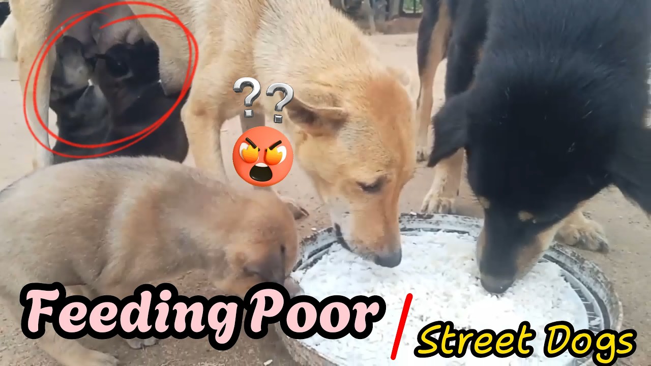 Feeding Poor Street Dogs – They Were So Hungry 😢