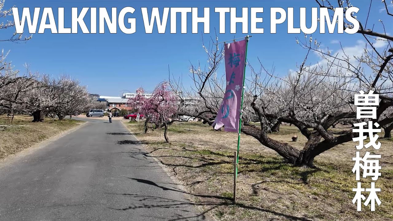 Stunning Ume Blossoms in Japan | A Walk Through Soga Plum Grove in Full Bloom 🌸✨