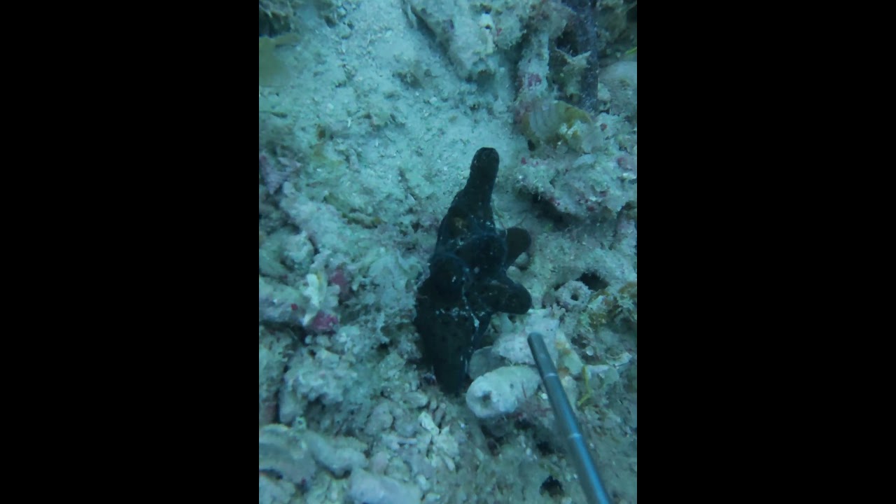 Slug or Frogfish?